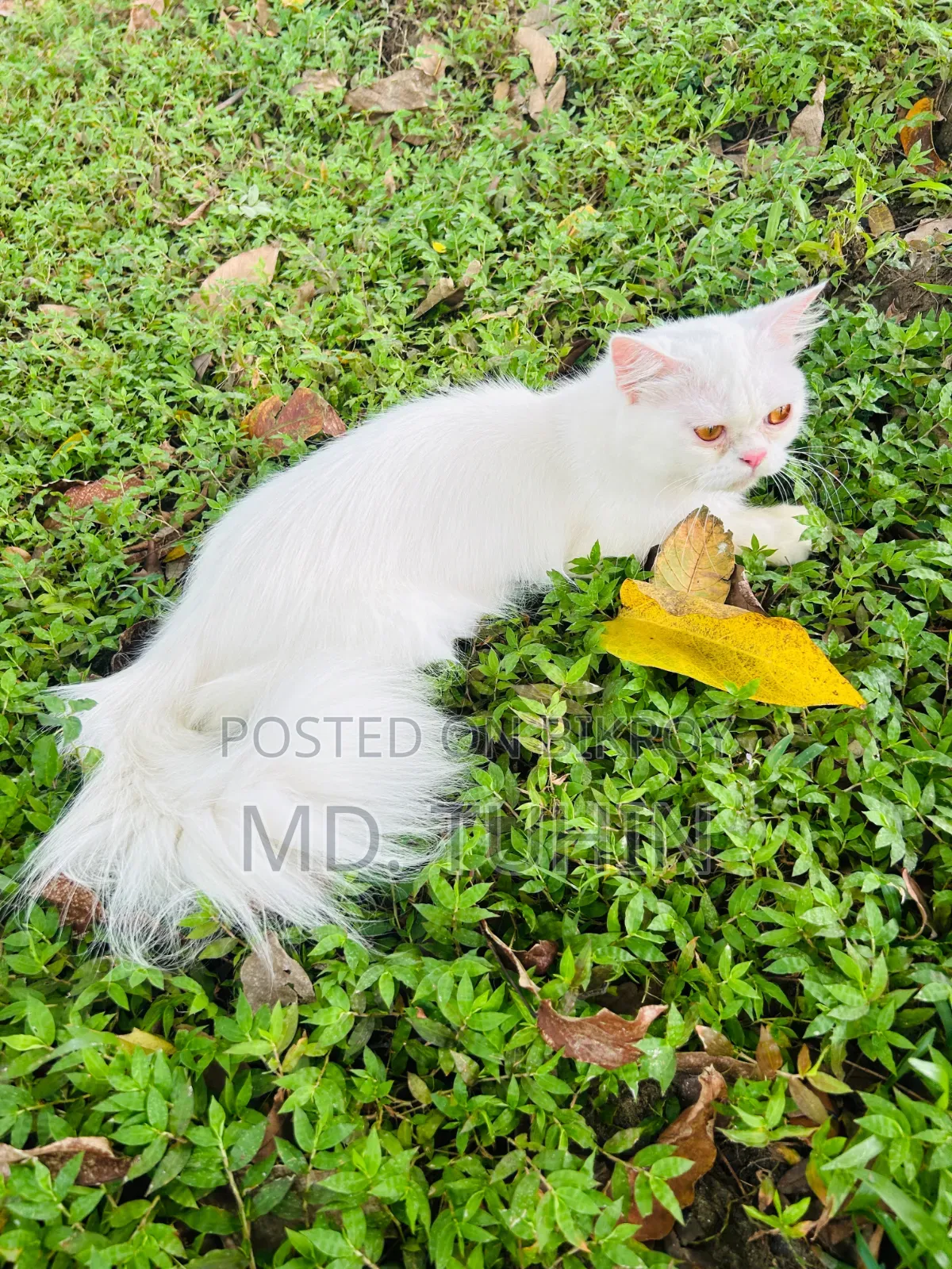 6-12 months Female Purebred Persian