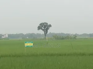 আমাদের এখানে মোট ৬কাঠা জমে আছে। আপনার মন মত নিতে পারবেন।।