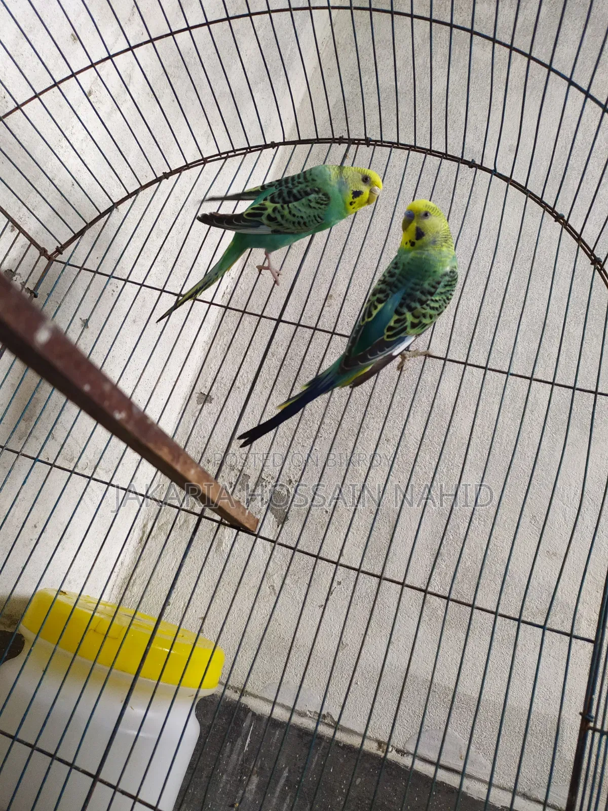 Fully Fresh Birds With Cage