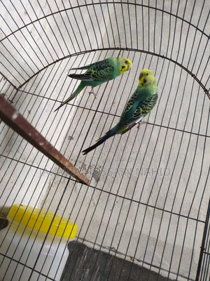 Fully Fresh Birds With Cage