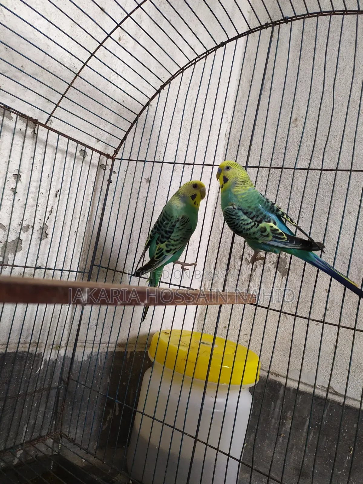Fully Fresh Birds With Cage
