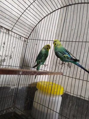 Fully Fresh Birds With Cage