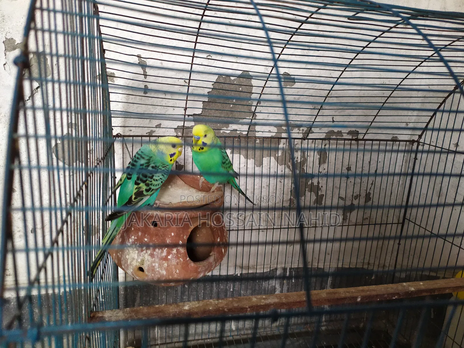 Fully Fresh Birds With Cage