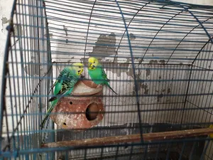 Fully Fresh Birds With Cage