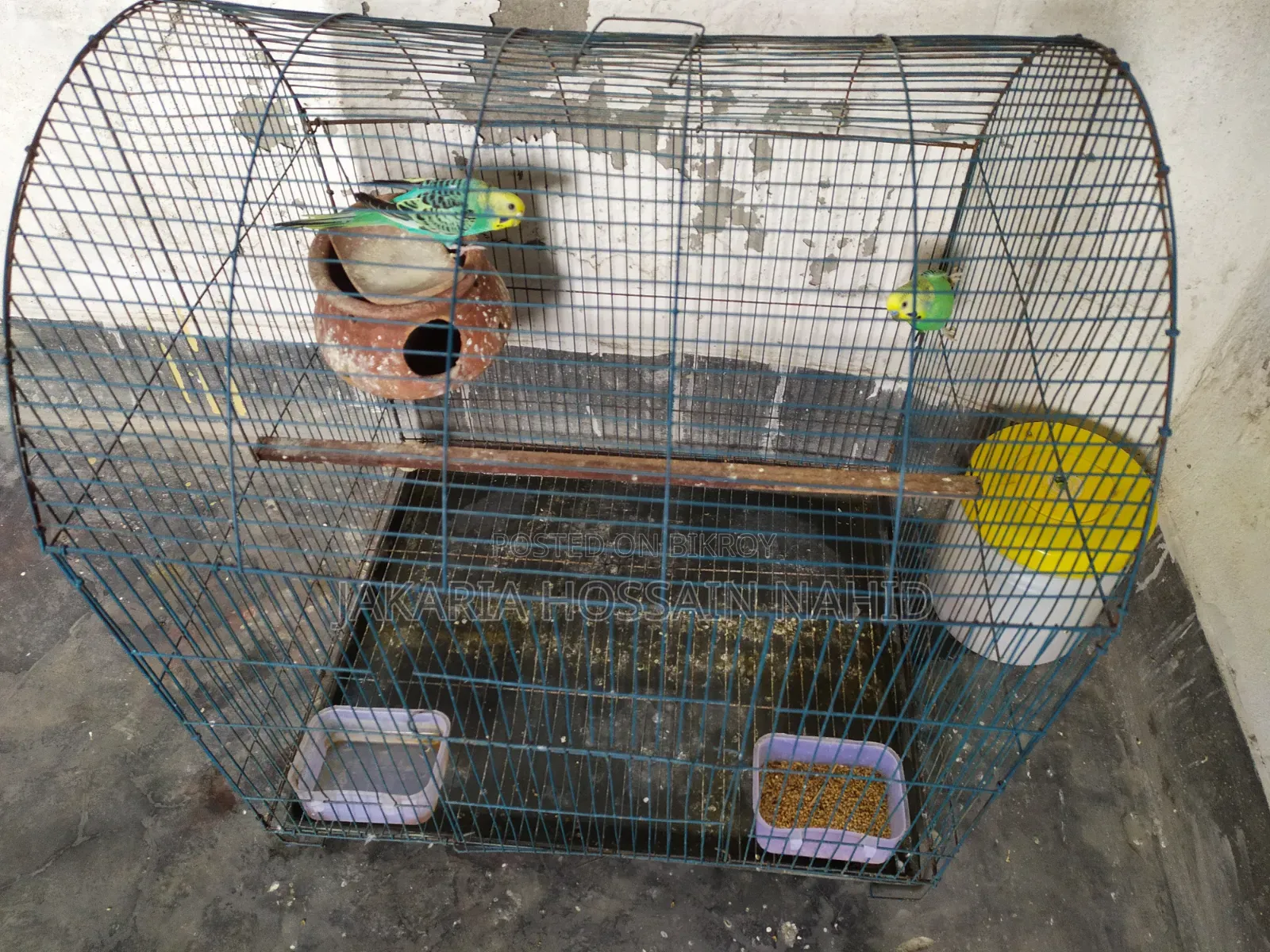 Fully Fresh Birds With Cage