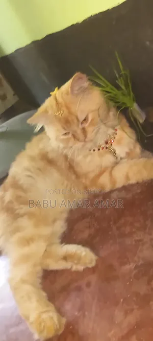 6-12 months Male Purebred Persian