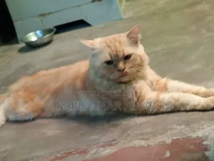 6-12 months Male Purebred Persian