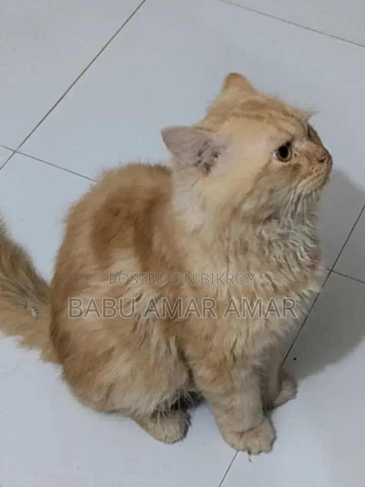 6-12 months Male Purebred Persian