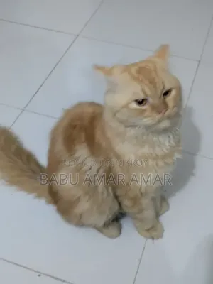 6-12 months Male Purebred Persian