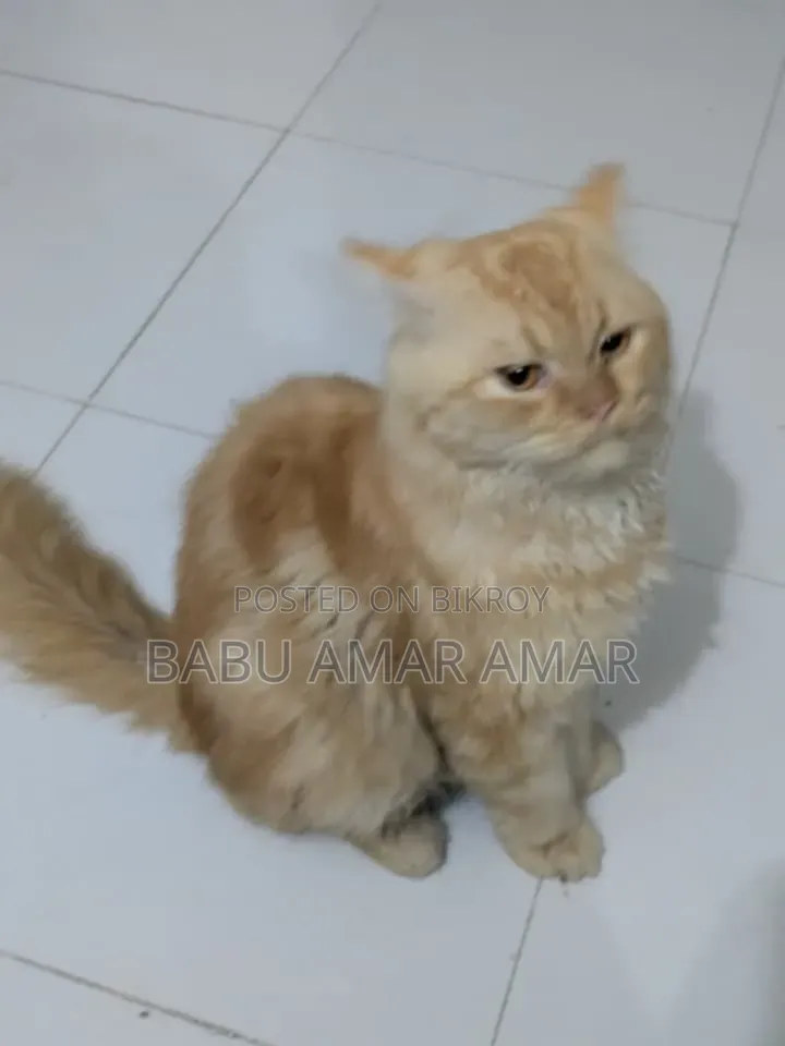 6-12 months Male Purebred Persian