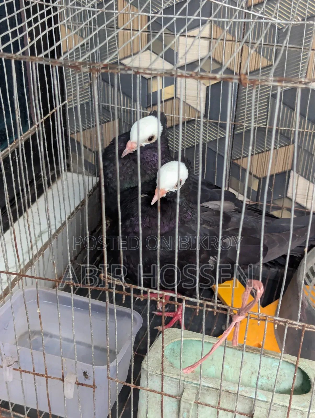 Mukkhi Kobutor