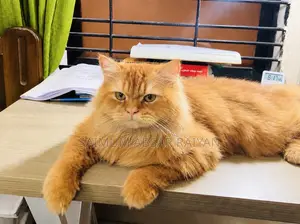 6-12 Months Male Purebred Persian Cat