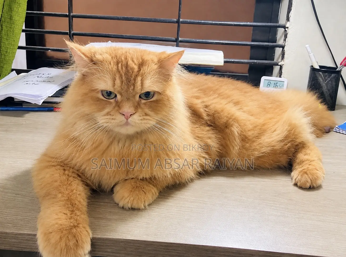 6-12 Months Male Purebred Persian Cat