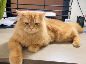 6-12 Months Male Purebred Persian Cat
