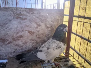 Giribaj Single Male Pigeon
