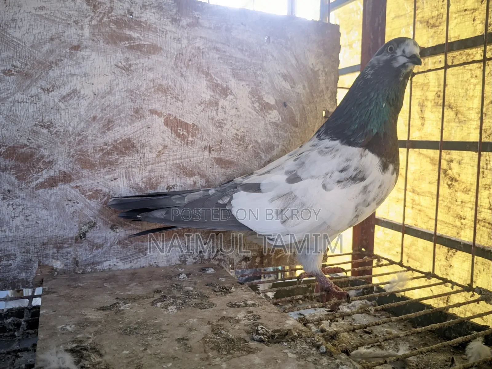 Giribaj Single Male Pigeon