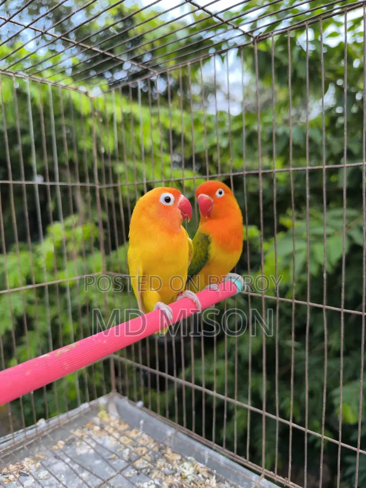 Running Lovebirds Pair Will Be Sold