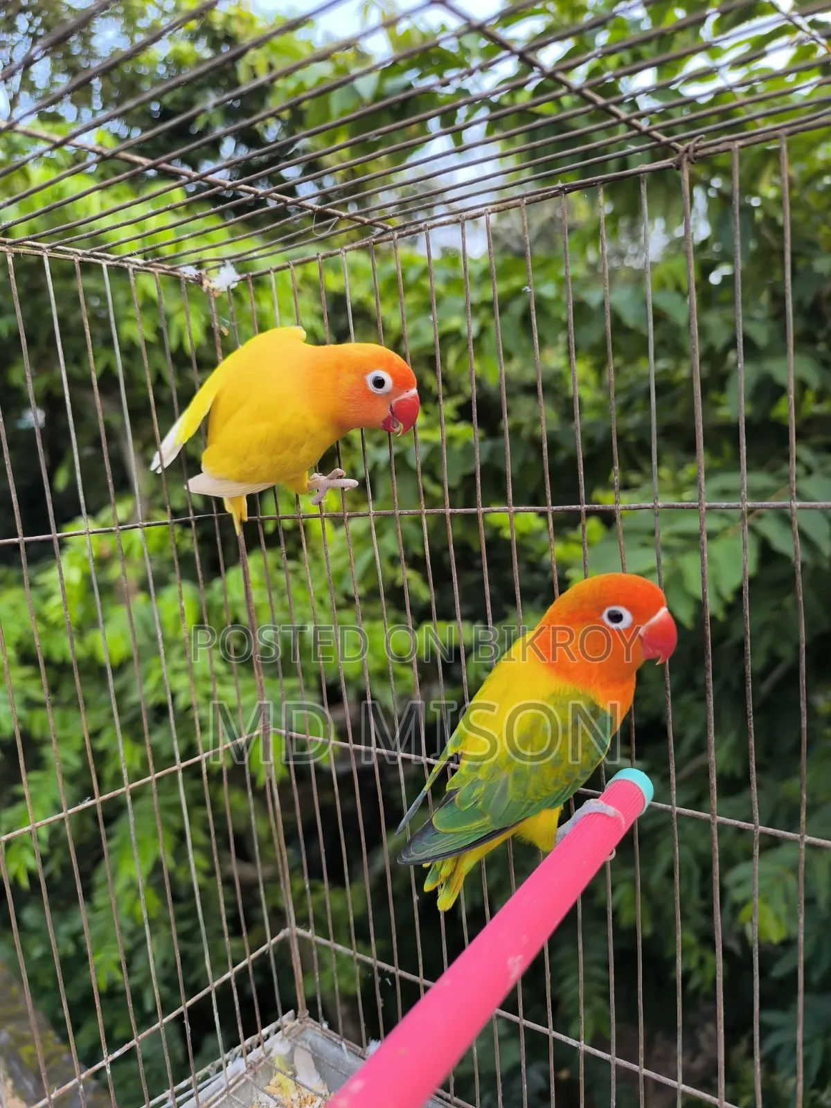 Running Lovebirds Pair Will Be Sold