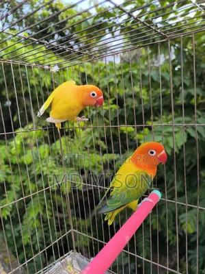 Running Lovebirds Pair Will Be Sold