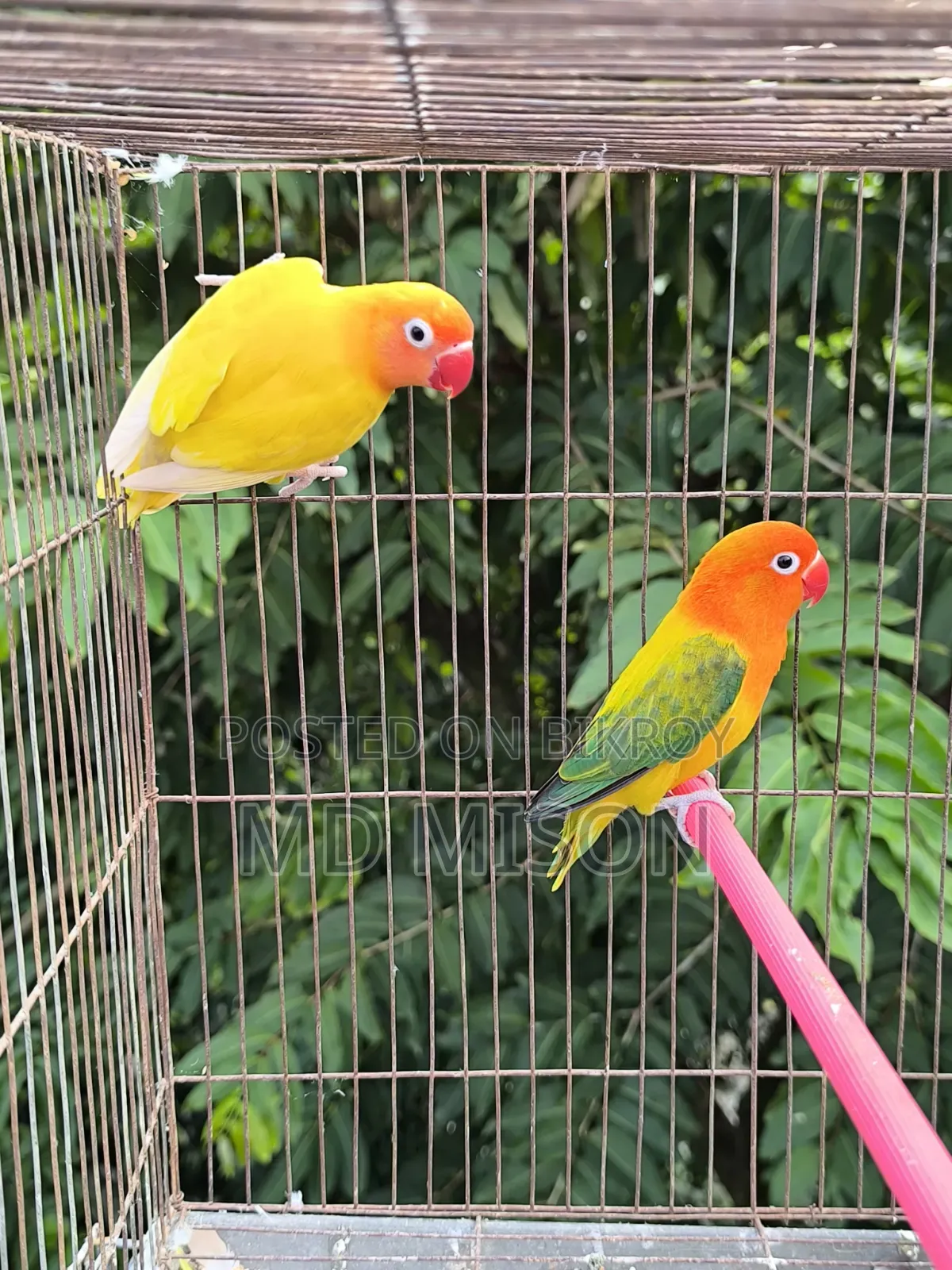Running Lovebirds Pair Will Be Sold