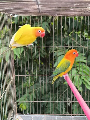 Running Lovebirds Pair Will Be Sold