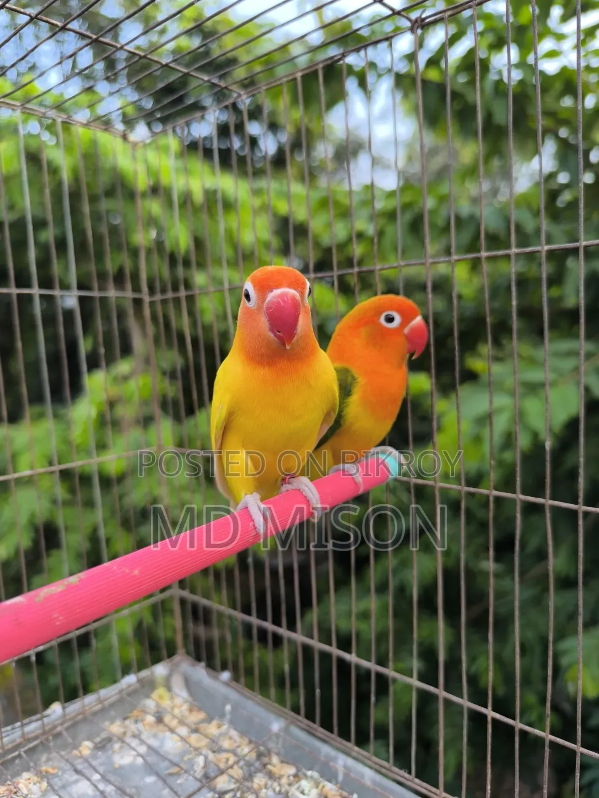 Running Lovebirds Pair Will Be Sold