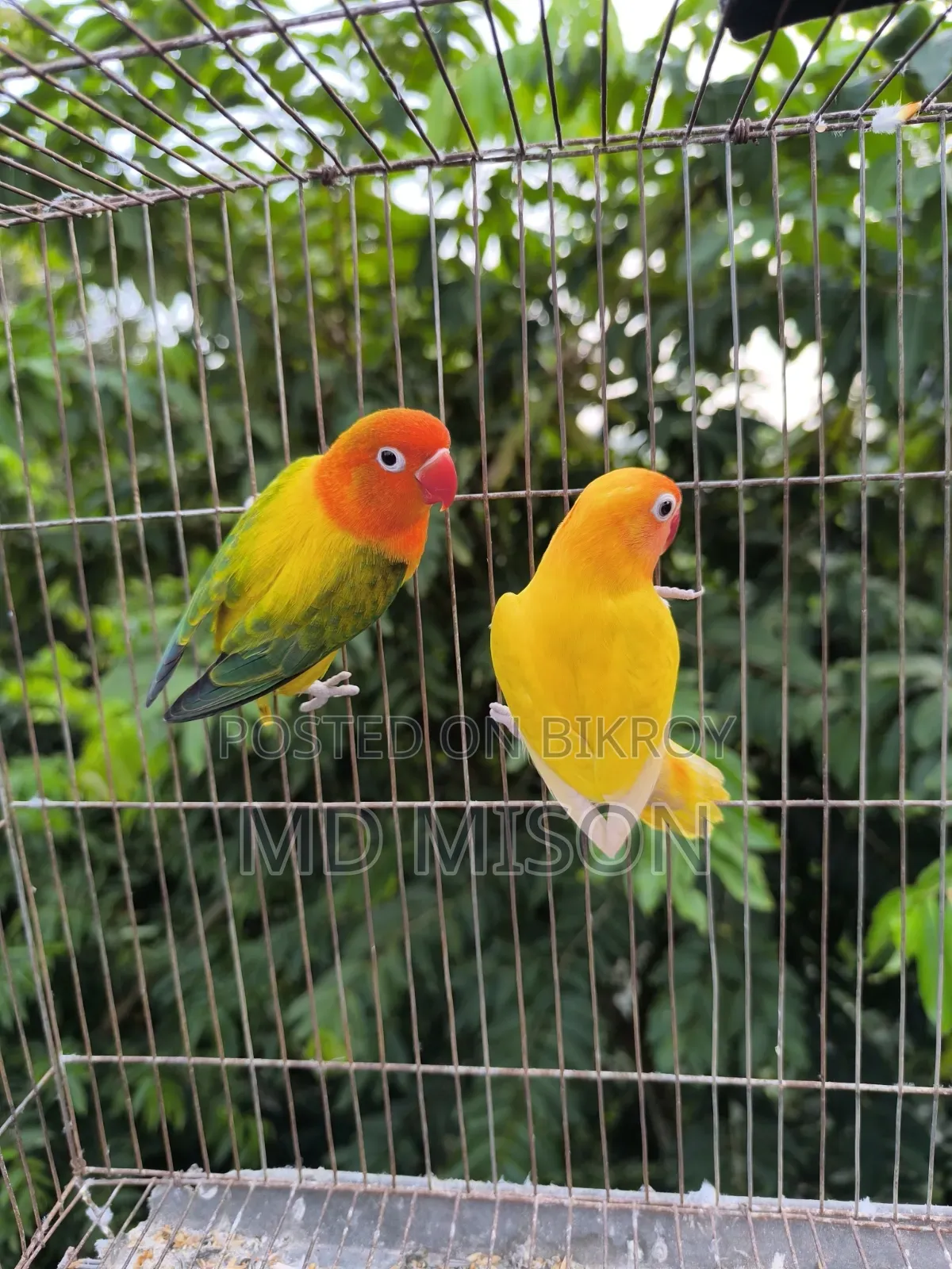 Running Lovebirds Pair Will Be Sold
