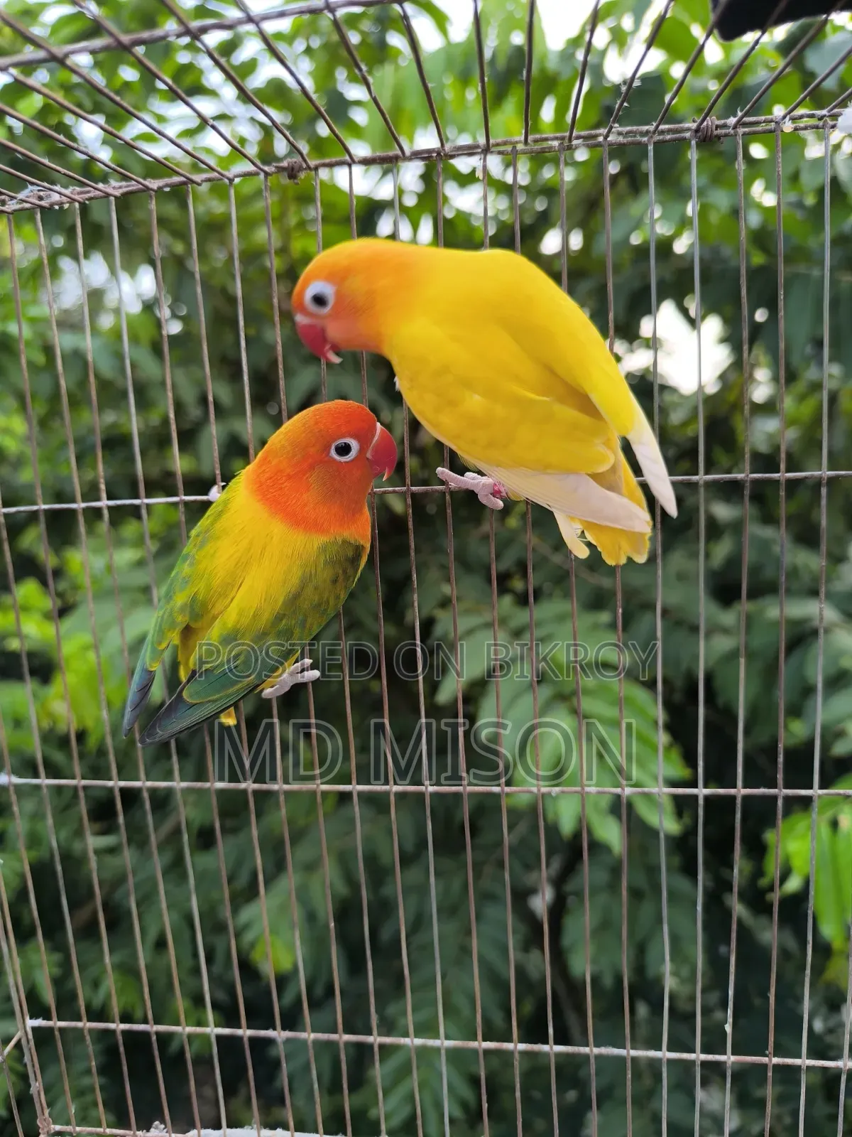 Running Lovebirds Pair Will Be Sold