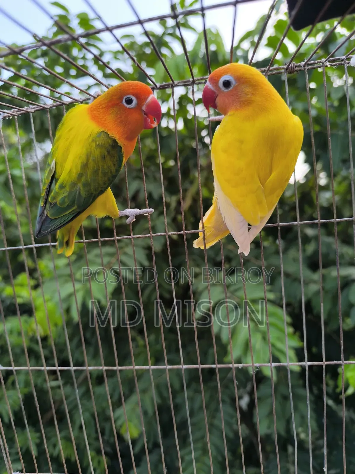 Running Lovebirds Pair Will Be Sold