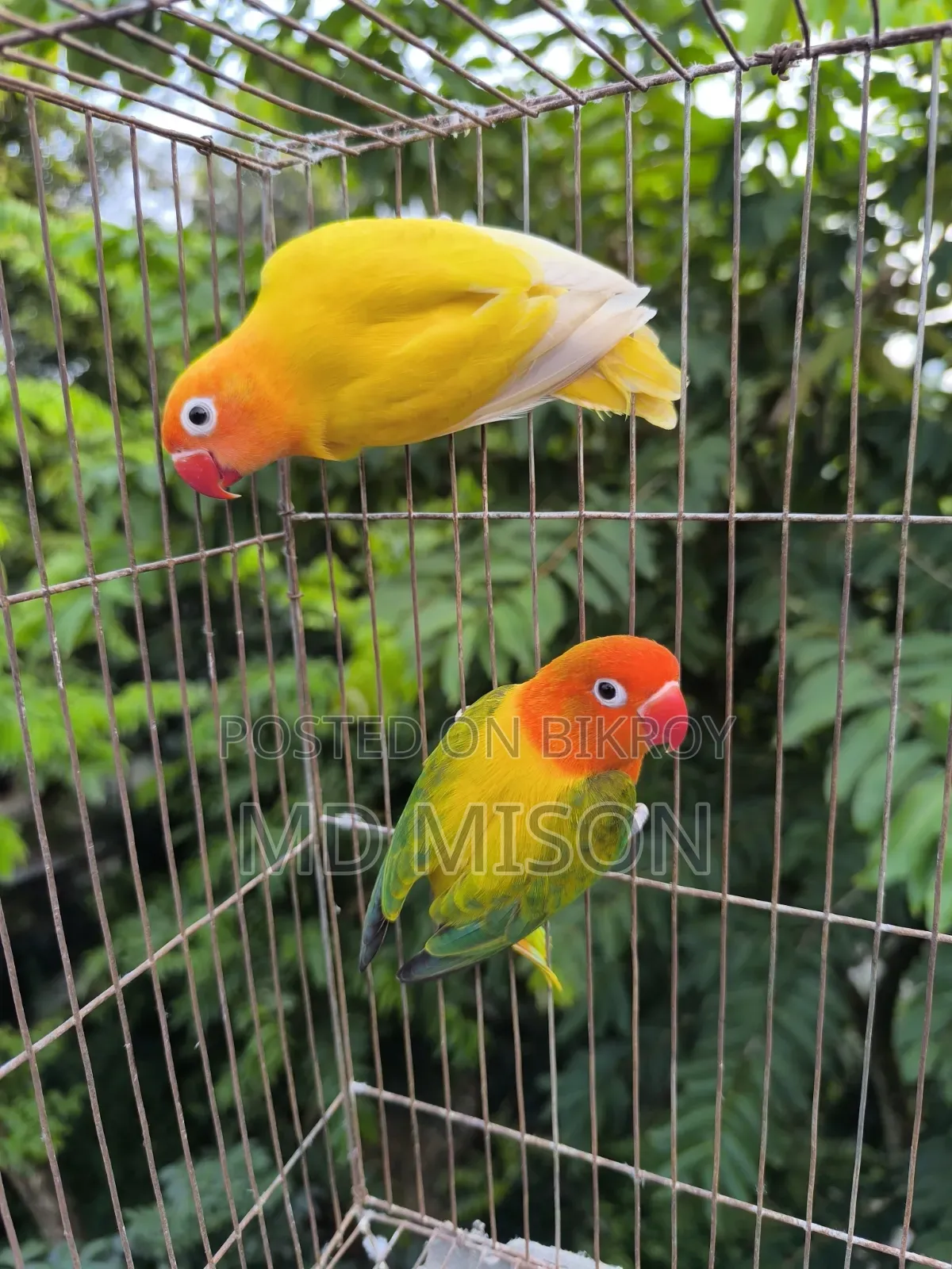 Running Lovebirds Pair Will Be Sold