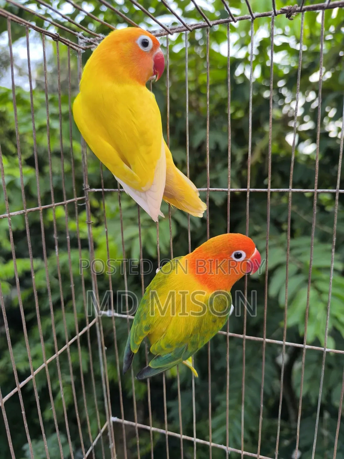 Running Lovebirds Pair Will Be Sold