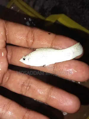 অ্যাকুরিয়াম অ্যাক্সেসরিজ