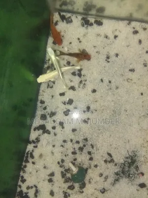 অ্যাকুরিয়াম অ্যাক্সেসরিজ