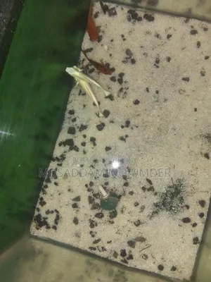 অ্যাকুরিয়াম অ্যাক্সেসরিজ