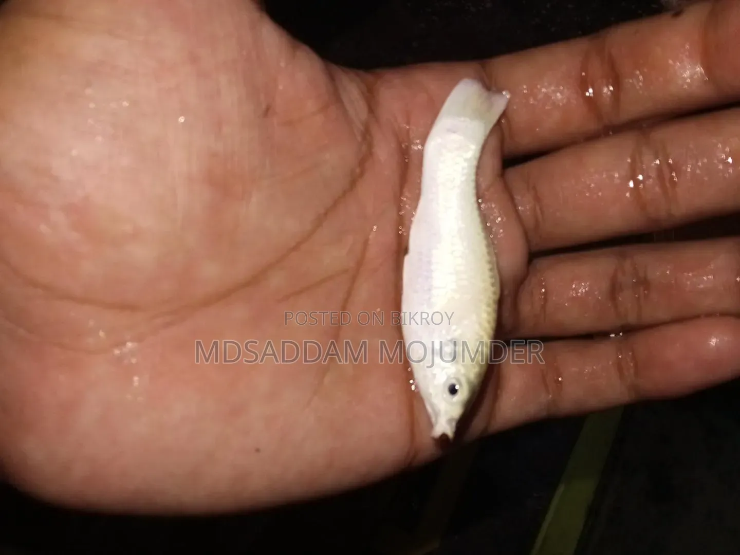 অ্যাকুরিয়াম অ্যাক্সেসরিজ