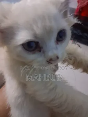 1-3 months Female Purebred Persian