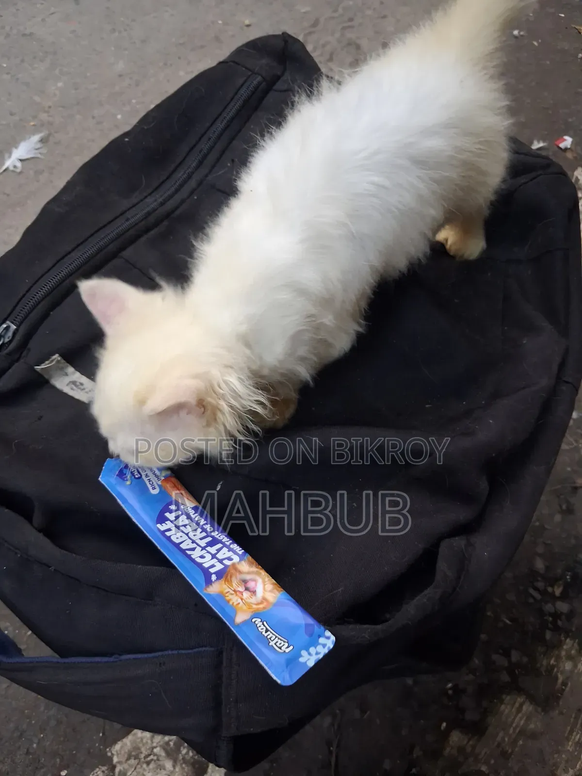 1-3 months Female Purebred Persian