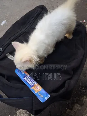 1-3 months Female Purebred Persian