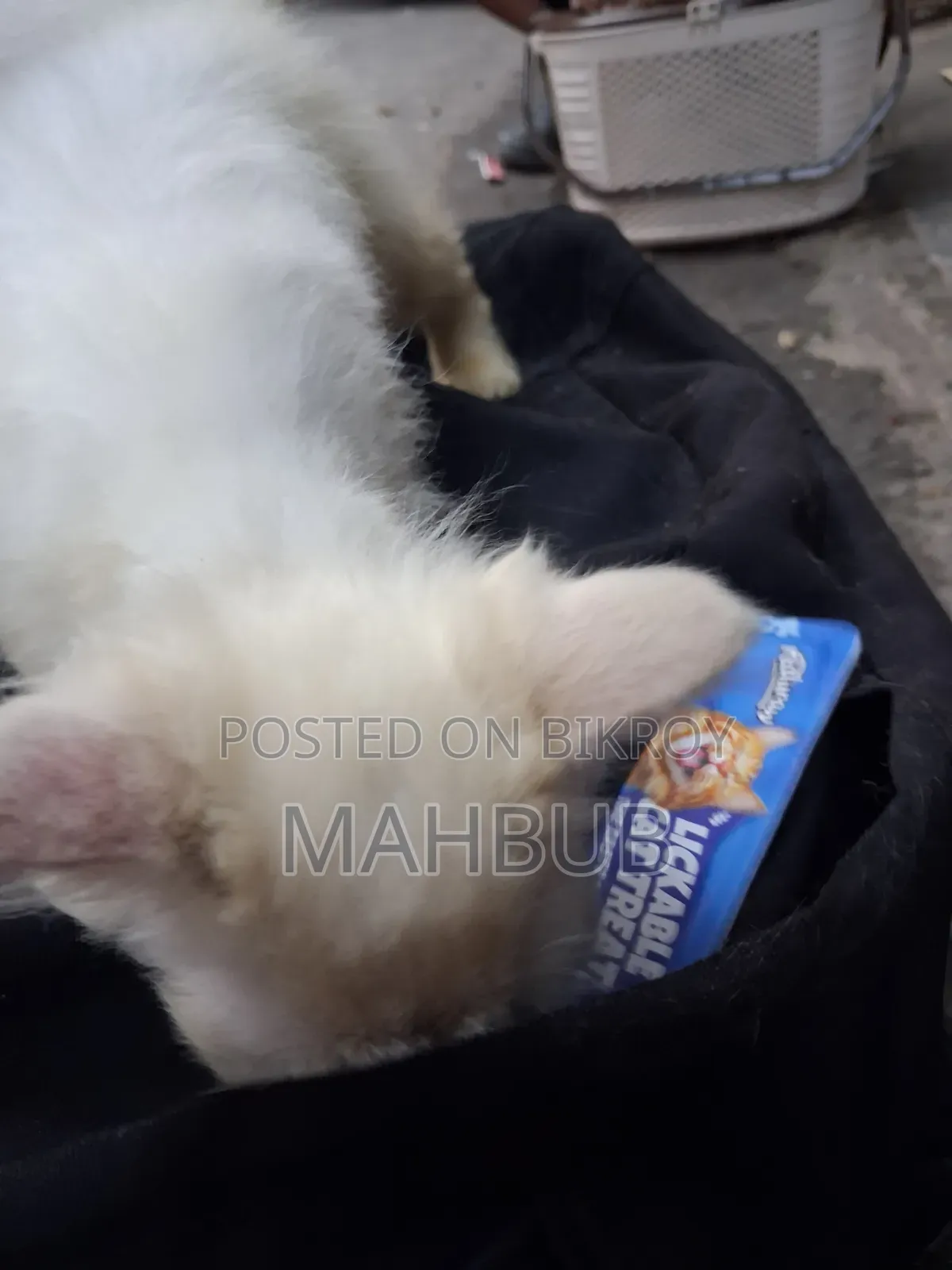 1-3 months Female Purebred Persian