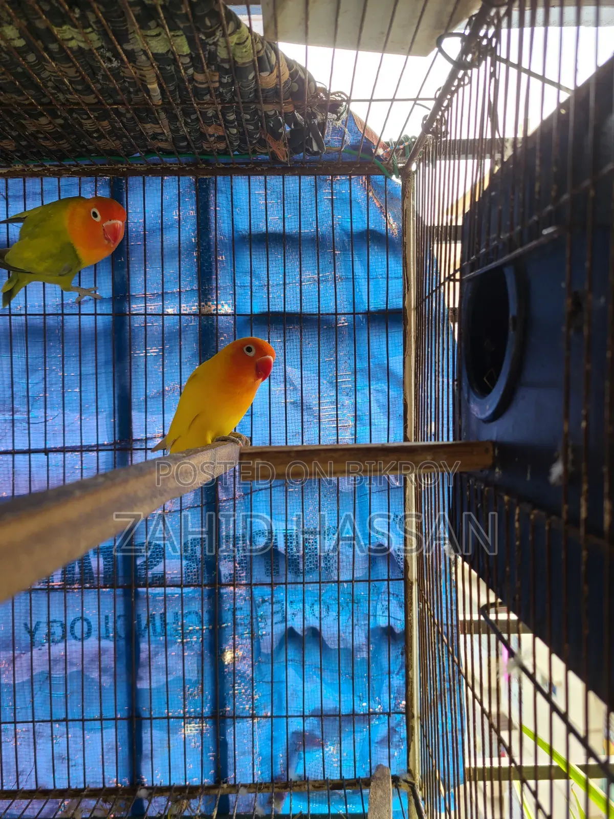 Love Bird Running Pair