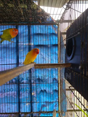 Love Bird Running Pair