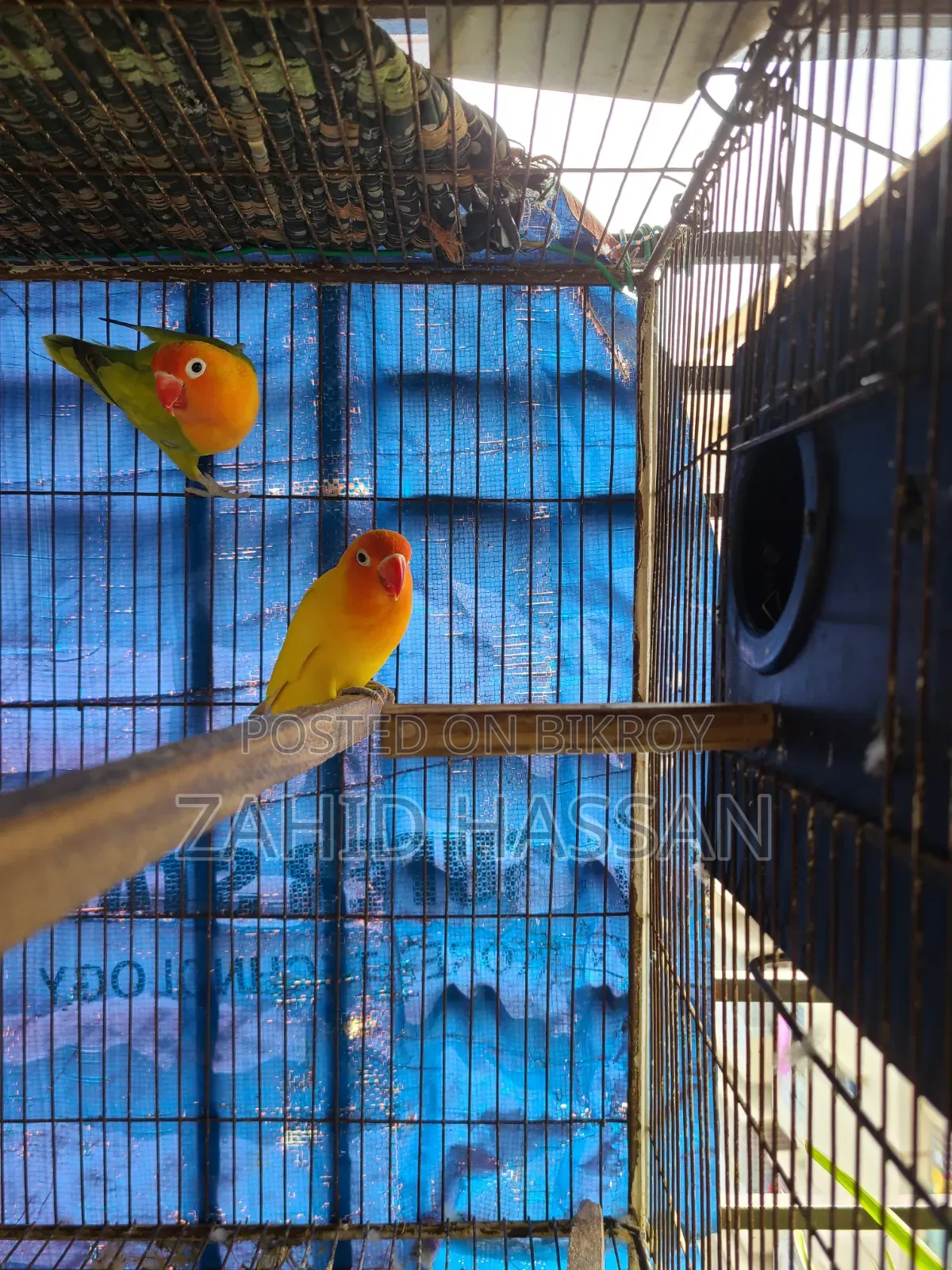 Love Bird Running Pair