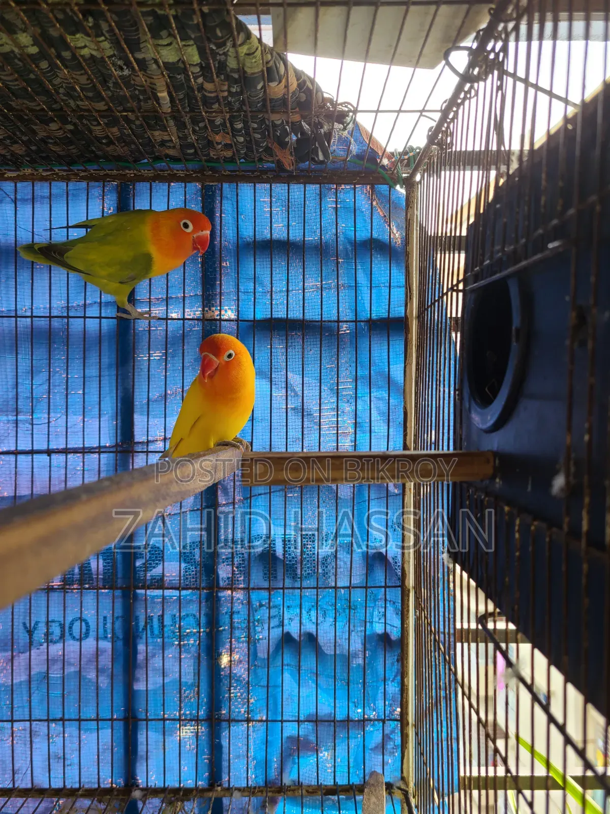 Love Bird Running Pair