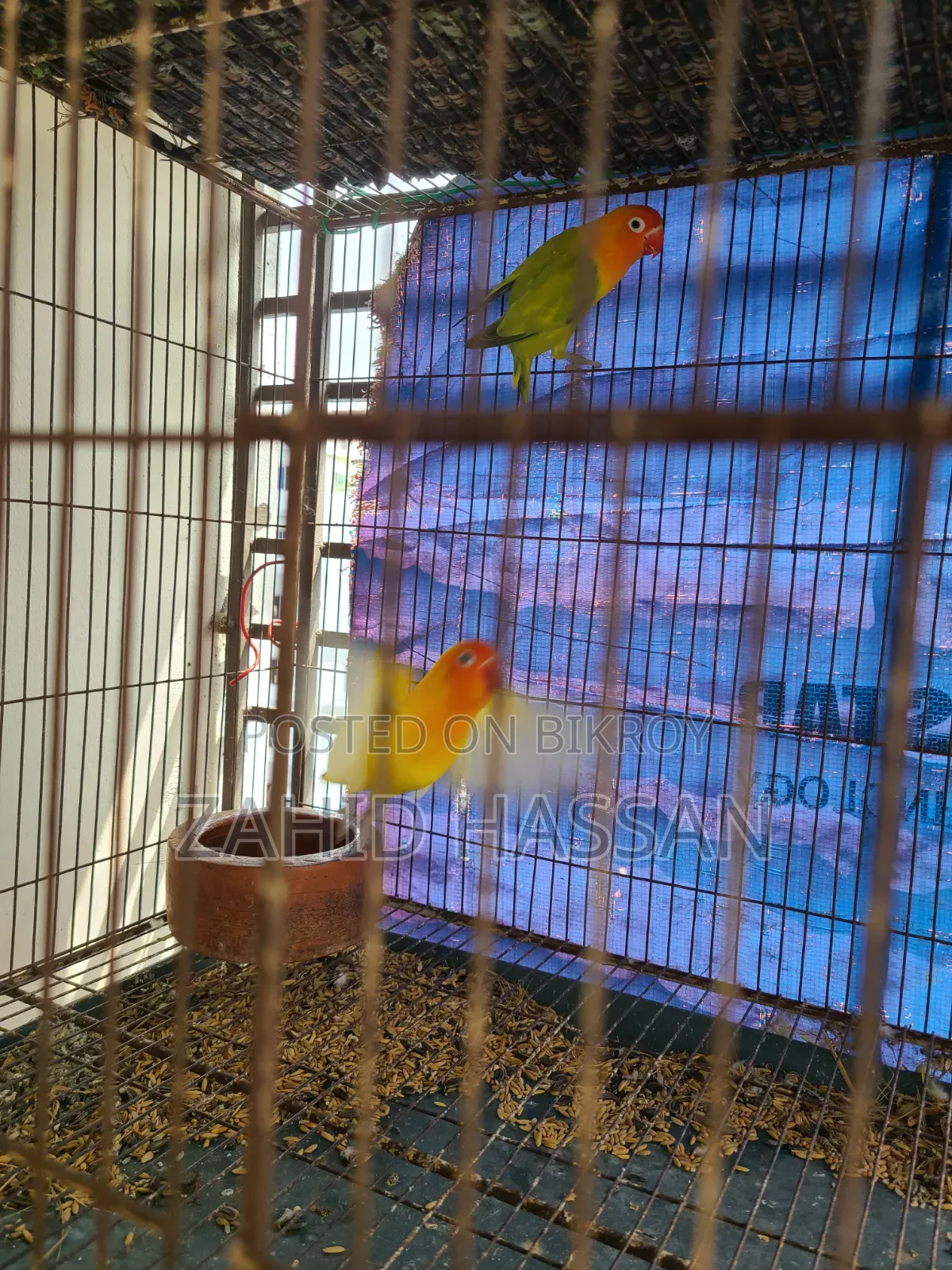 Love Bird Running Pair