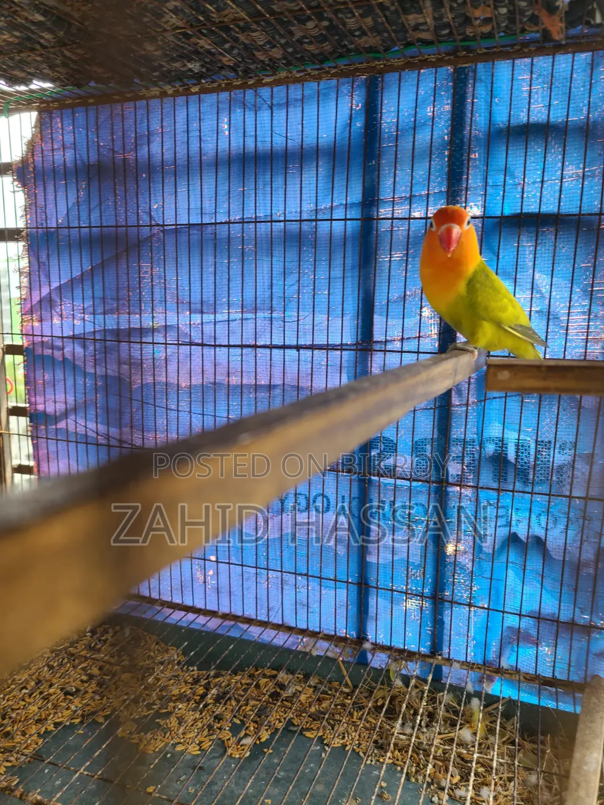 Love Bird Running Pair