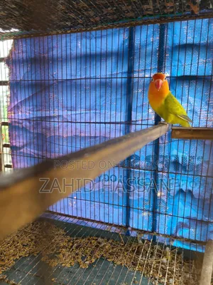 Love Bird Running Pair