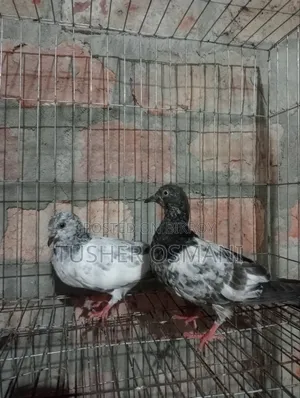 2 Pairs Giribaj Pigeons for Sale