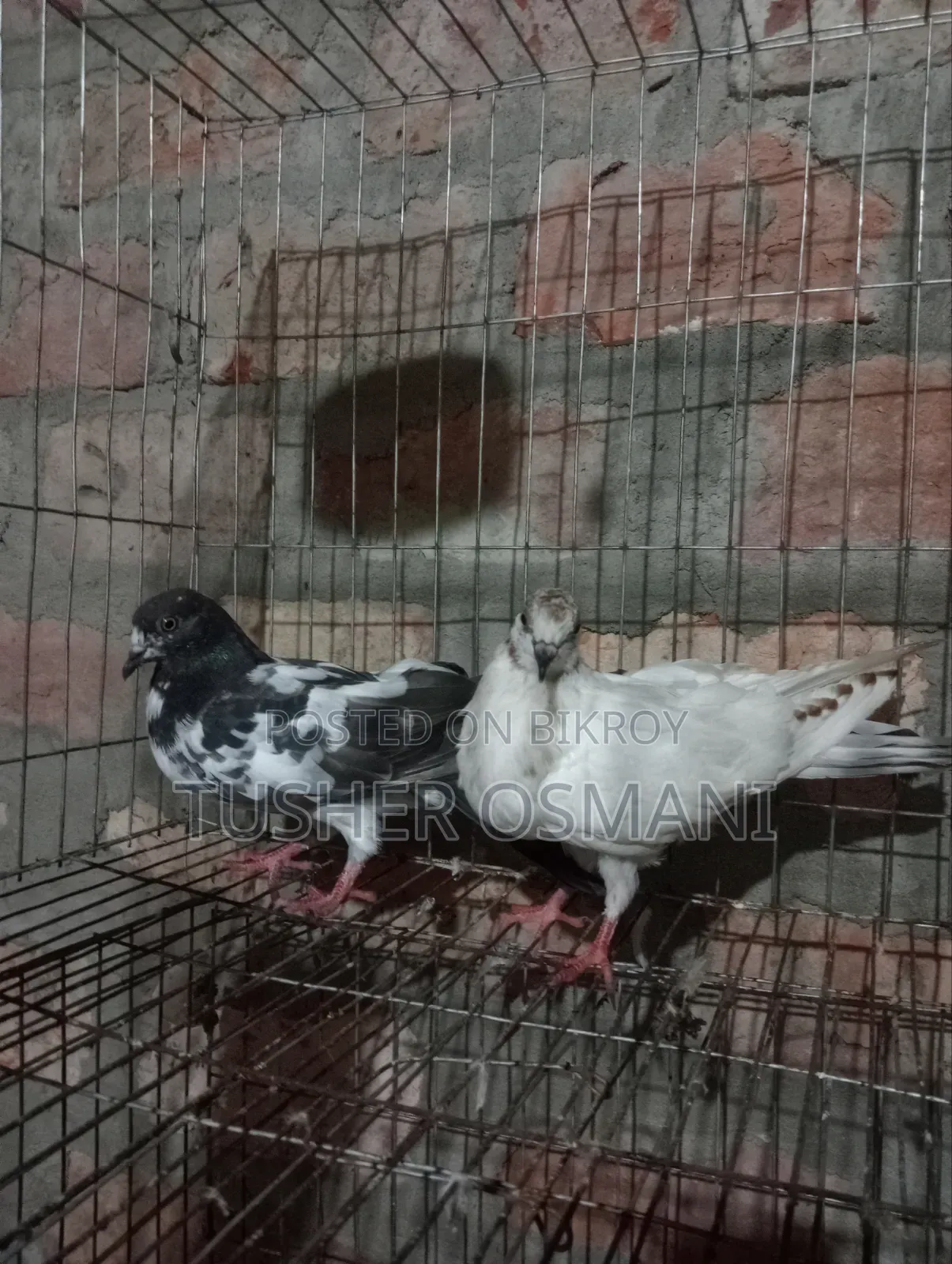 2 Pairs Giribaj Pigeons for Sale