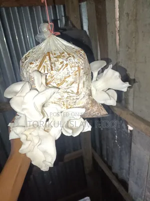 Mushroom will be sold