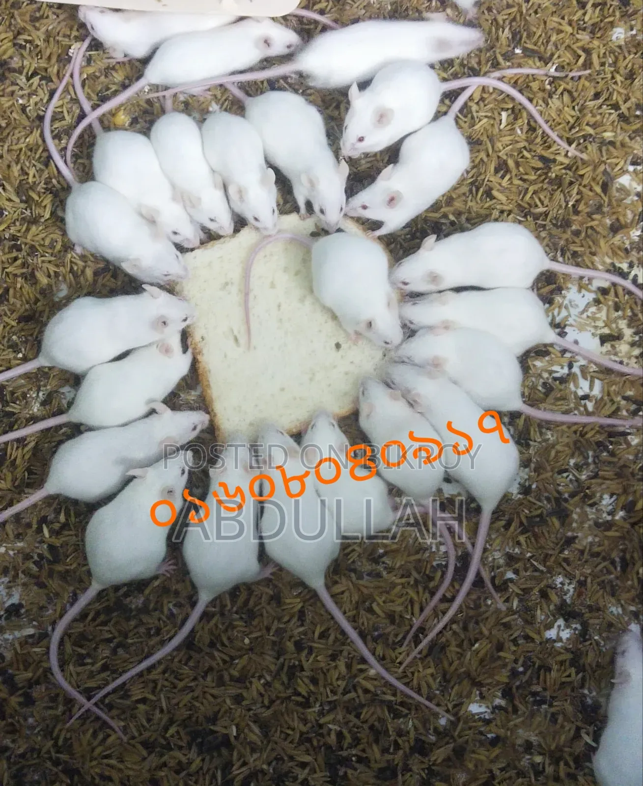 Mus Musculus
